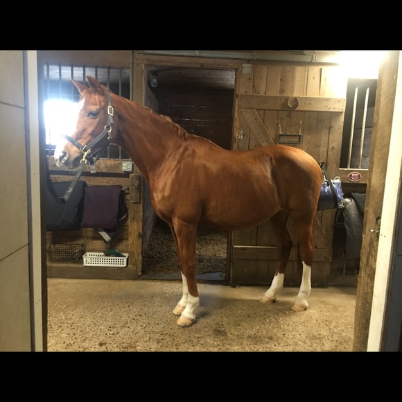 Meet your Posher, Emma - Picture 3 of 4